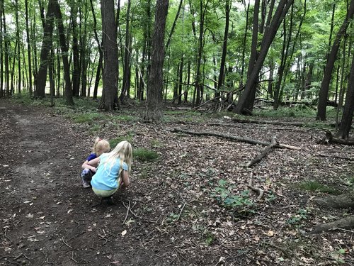 add art to your homeschool nature study in woods